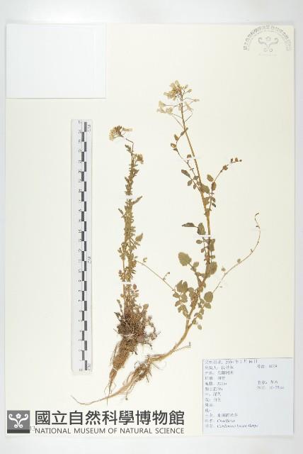 水田碎米薺藏品圖，第1張