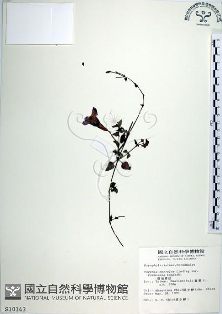 倒地蜈蚣、四角銅鑼藏品圖，第1張