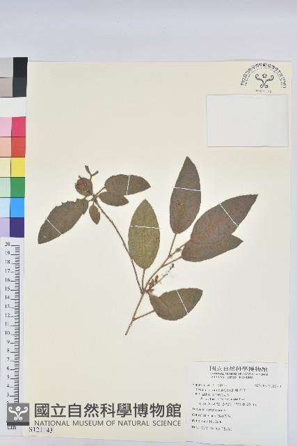 雞骨香藏品圖，第1張