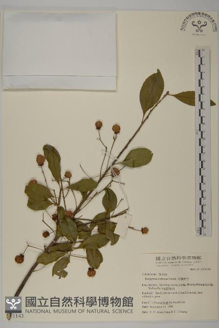 Genichi Euonymus Collection Image, Figure 1, Total 2 Figures