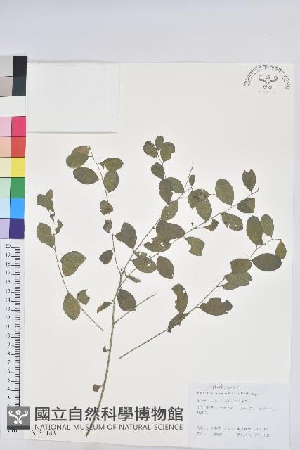 青灰葉下珠藏品圖，第1張