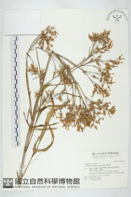 倒吊蓮、匙葉燈籠草藏品圖，第1張