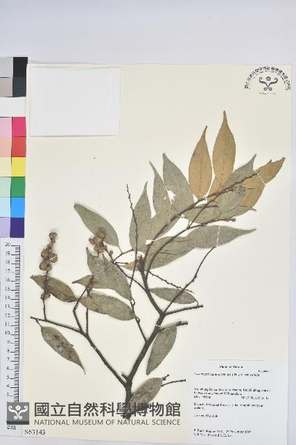 長尾栲、長尾柯、長尾尖葉櫧藏品圖，第1張