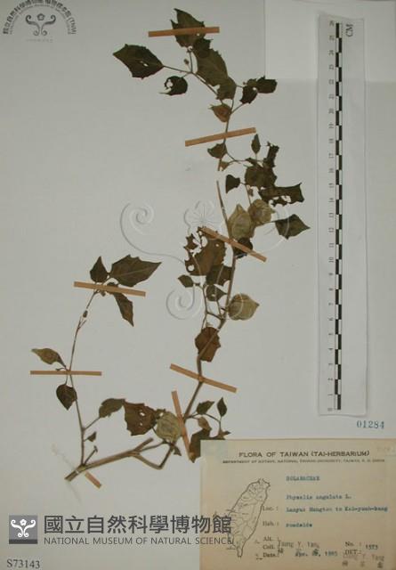 燈籠草藏品圖，第1張