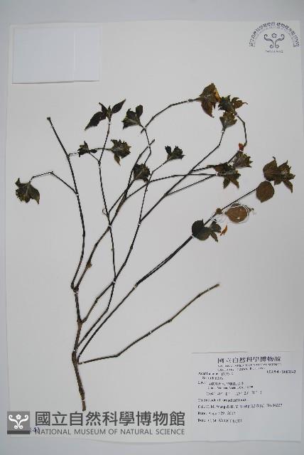 登錄號:S083143藏品圖，第1張