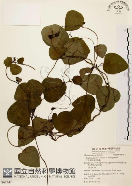 千金藤、金線吊烏龜藏品圖，第1張