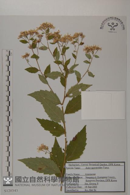 山白蘭藏品圖，第1張