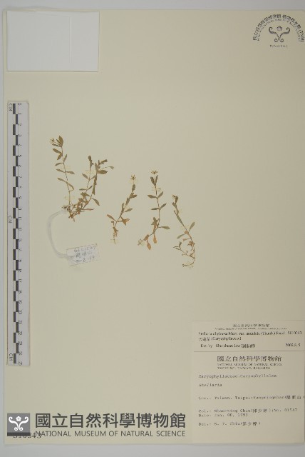 天蓬草藏品圖，第1張