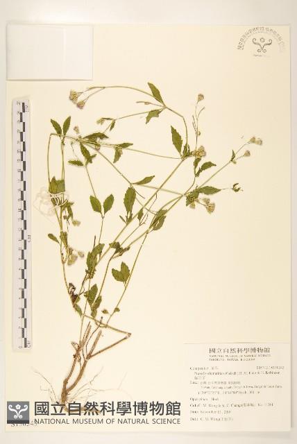 貓腥草藏品圖，第1張