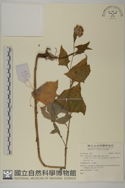 登錄號:S140343藏品圖，第1張