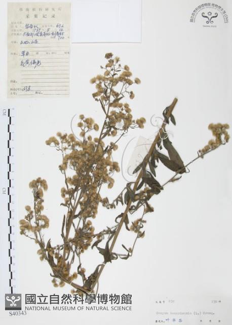 美洲假蓬藏品圖，第1張