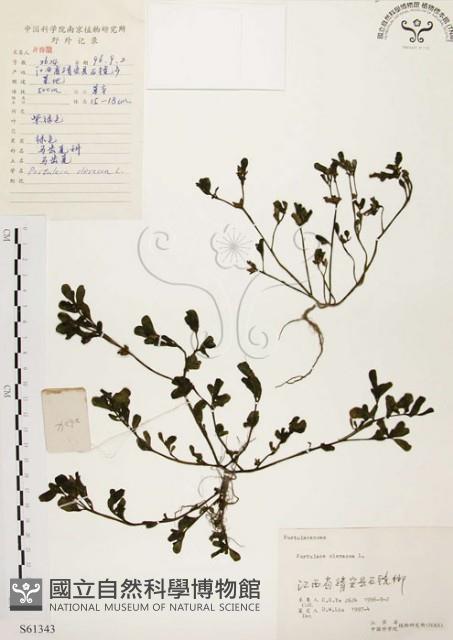 馬齒莧藏品圖，第1張