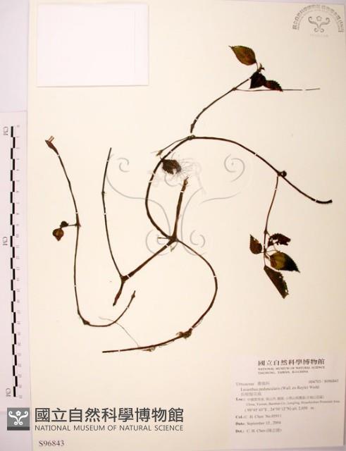 長梗盤花麻藏品圖，第1張