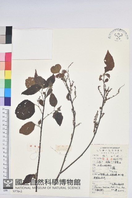 紅背山麻桿藏品圖，第1張