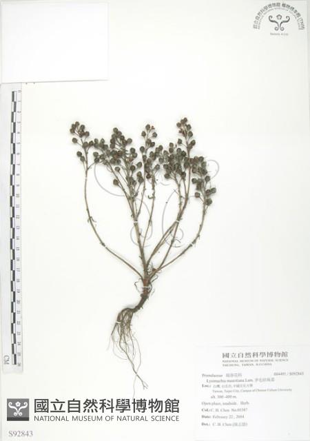 茅毛珍珠菜藏品圖，第1張