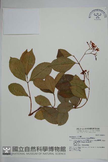 蘭嶼絡石藏品圖，第1張