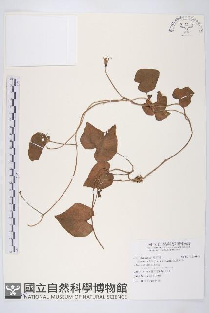 銳葉牽牛藏品圖，第1張