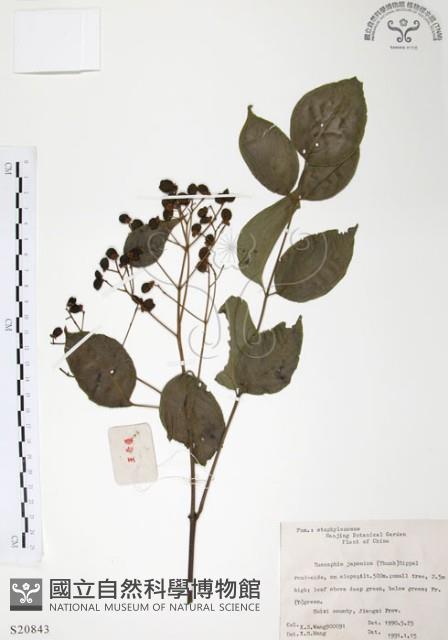 灰色木藍藏品圖，第1張