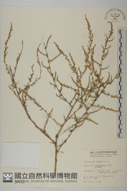 茵蔯蒿藏品圖，第1張