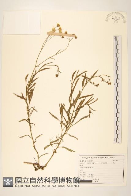 窄葉黃菀藏品圖，第1張