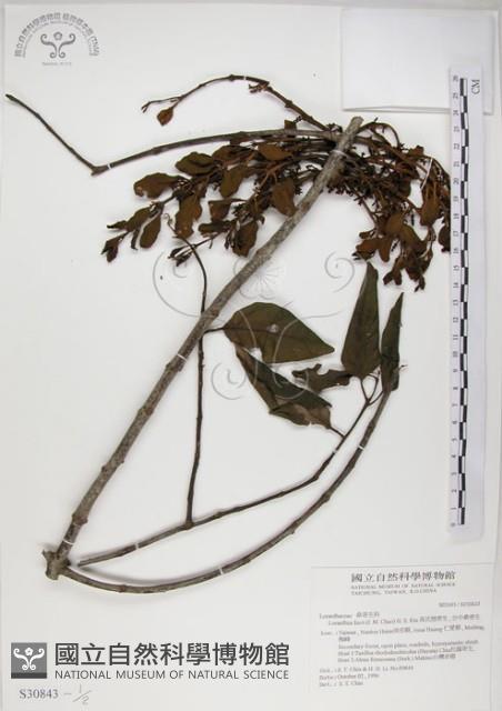 高氏桑寄生藏品圖，第1張