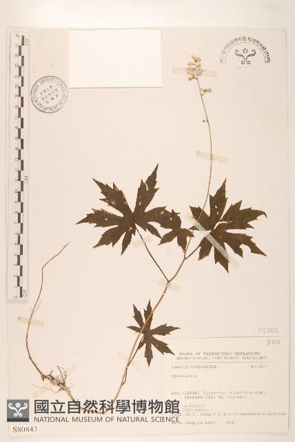 登錄號:S080843藏品圖，第1張