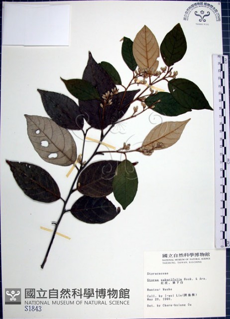 紅皮、葉下白、赤仔尾藏品圖，第1張