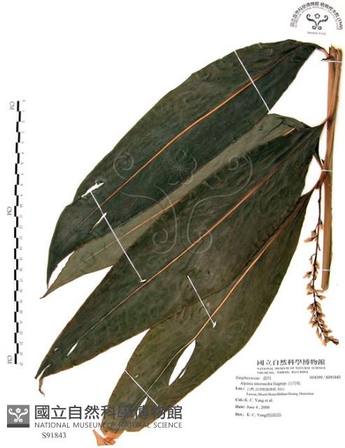 山月桃藏品圖，第1張