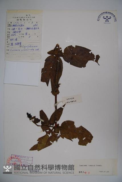 西南忍冬藏品圖，第1張