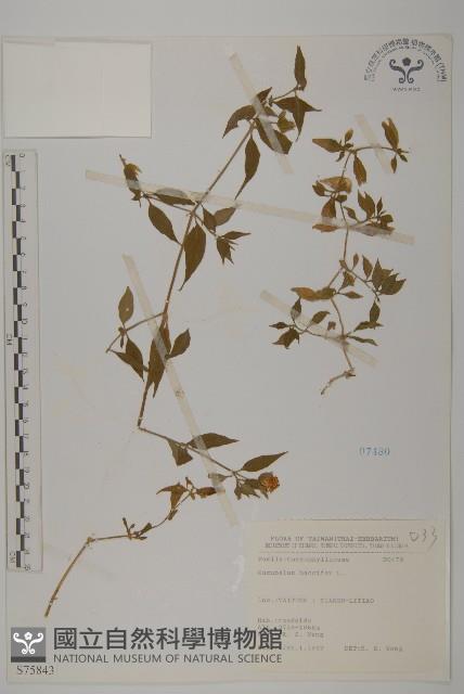 Accession Number:S075843 Collection Image, Figure 1, Total 2 Figures