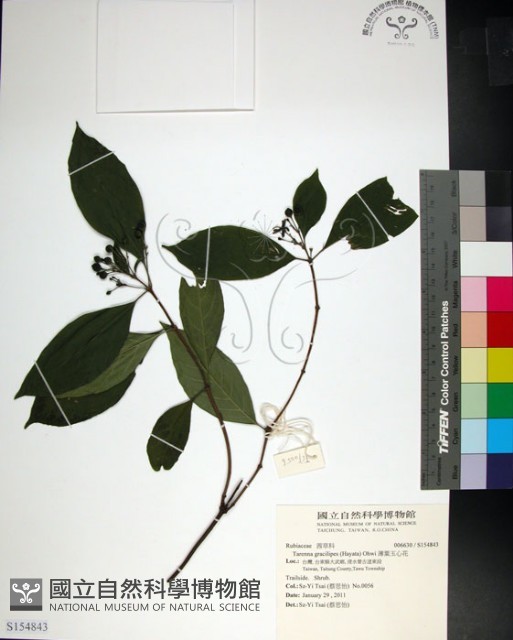 薄葉玉心花藏品圖，第1張