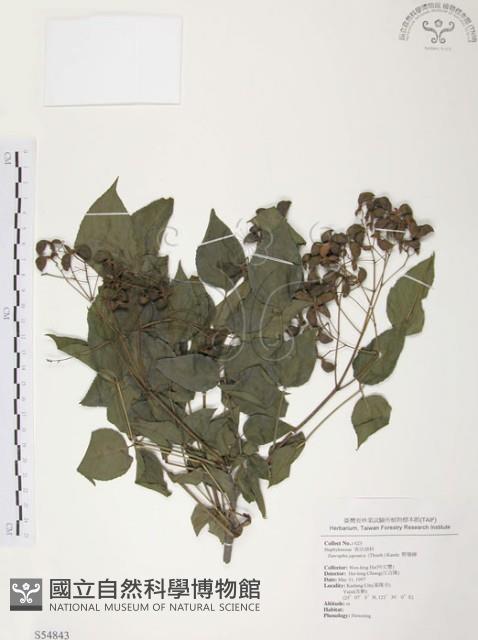 野鴉椿藏品圖，第1張