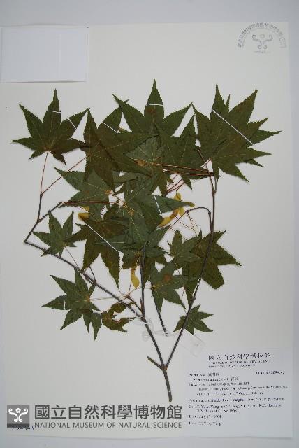 青楓藏品圖，第1張