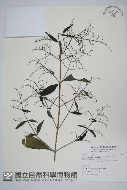 穿心蓮藏品圖，第1張