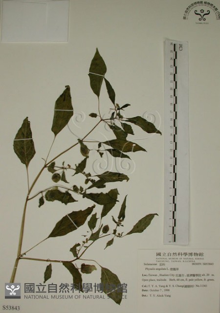 燈籠草藏品圖，第1張