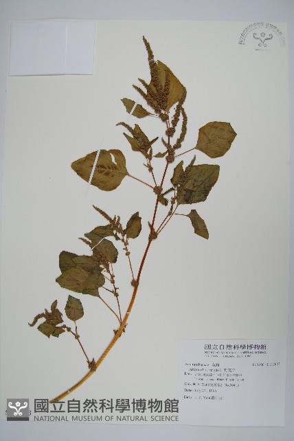 野莧菜藏品圖，第1張