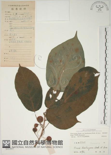 牛乳榕藏品圖，第1張