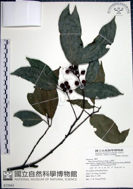 九重吹、九丁樹、脈葉榕、大葉九重吹藏品圖，第1張