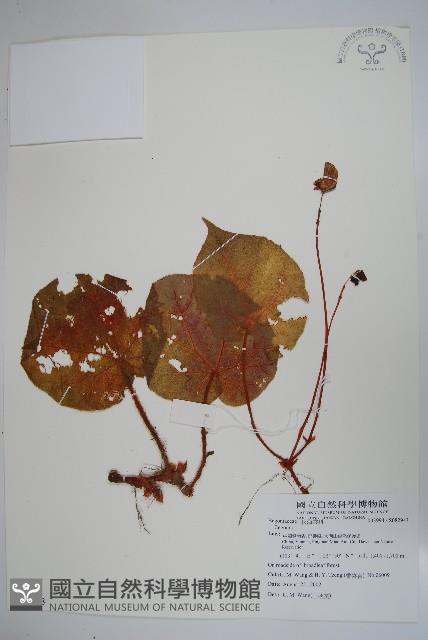 登錄號:S082943藏品圖，第1張