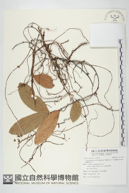 臺灣菟絲子藏品圖，第1張