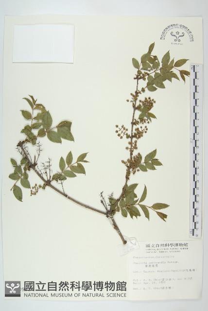 臺灣馬桑藏品圖，第1張