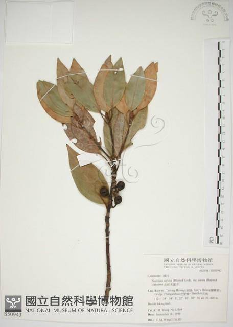 Neolitsea Collection Image