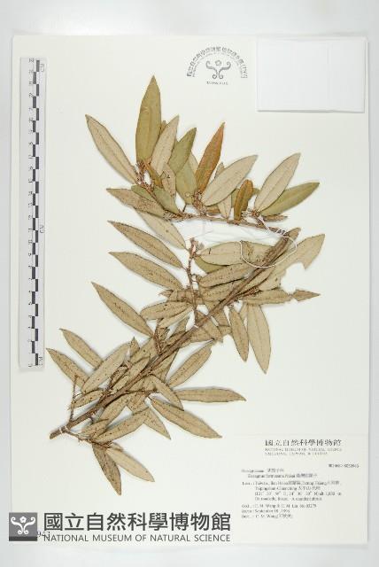 臺灣胡頹子藏品圖，第1張