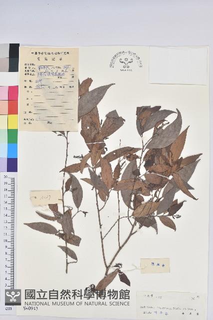 日本五月茶、南投五月茶藏品圖，第1張