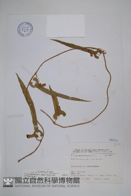 異葉馬兜鈴藏品圖，第1張