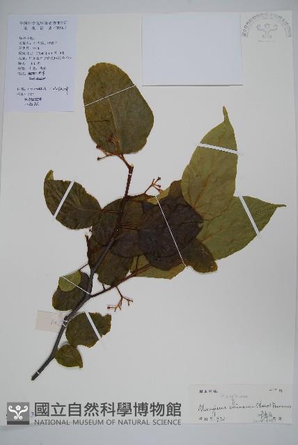 八角楓藏品圖，第1張