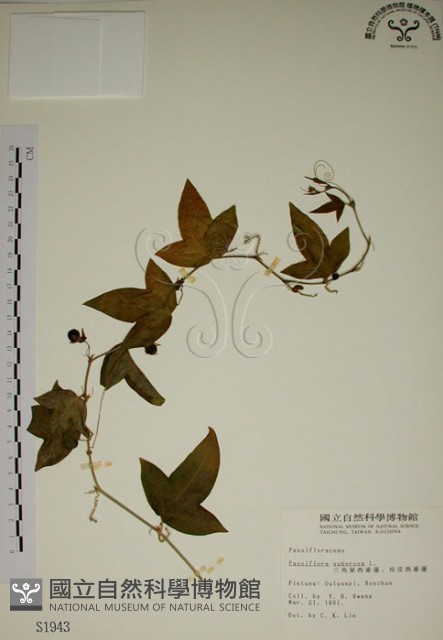 三角葉西番蓮藏品圖，第1張