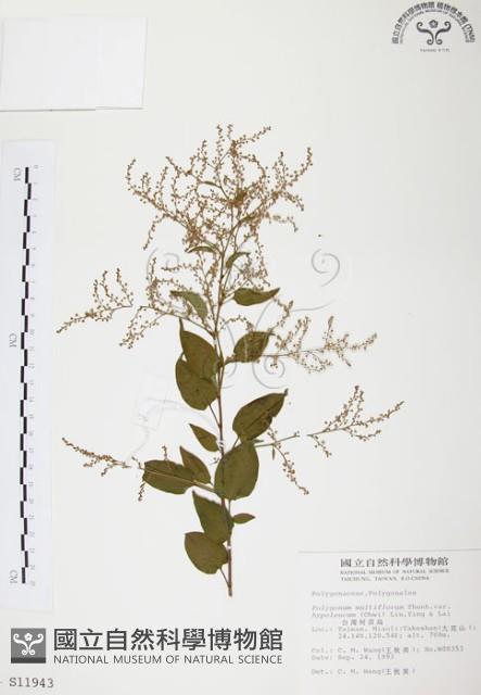 臺灣何首烏藏品圖，第1張