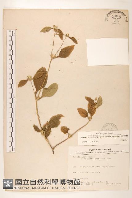 金腰箭藏品圖，第1張