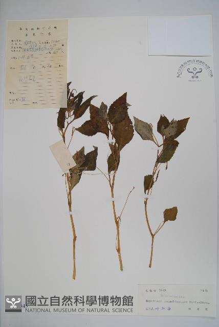 類鴨趾草鳳仙花藏品圖，第1張